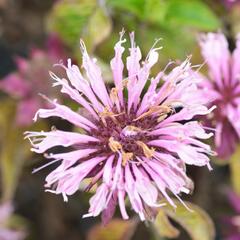 Zavinutka trubkovitá 'Beauty of Cobham' - Monarda fistulosa 'Beauty of Cobham'