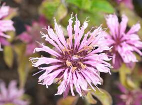Zavinutka trubkovitá 'Beauty of Cobham' - Monarda fistulosa 'Beauty of Cobham'
