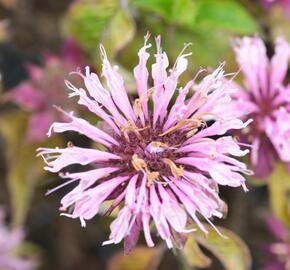 Zavinutka trubkovitá 'Beauty of Cobham' - Monarda fistulosa 'Beauty of Cobham'