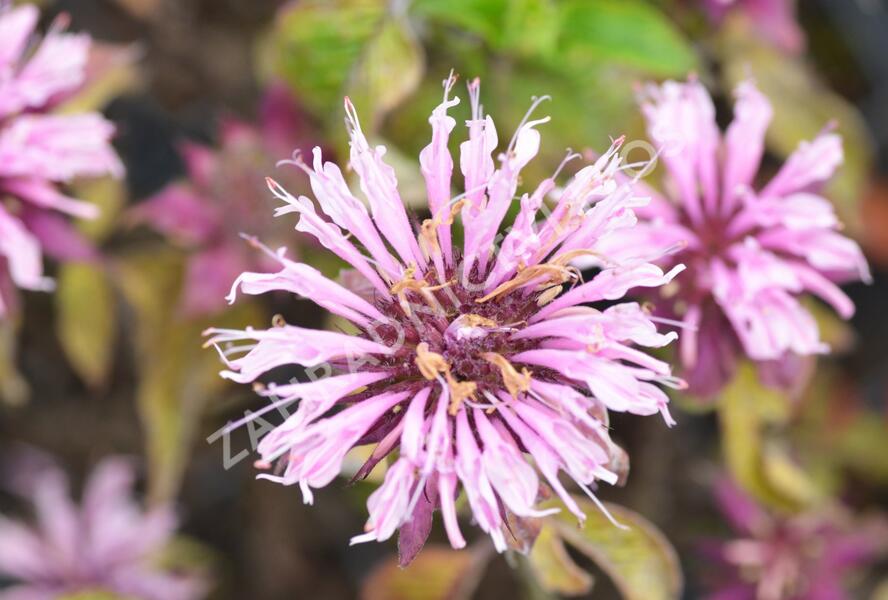 Zavinutka trubkovitá 'Beauty of Cobham' - Monarda fistulosa 'Beauty of Cobham'