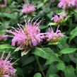 Zavinutka trubkovitá 'Beauty of Cobham' - Monarda fistulosa 'Beauty of Cobham'