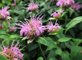Zavinutka trubkovitá 'Beauty of Cobham' - Monarda fistulosa 'Beauty of Cobham'