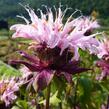 Zavinutka trubkovitá 'Beauty of Cobham' - Monarda fistulosa 'Beauty of Cobham'