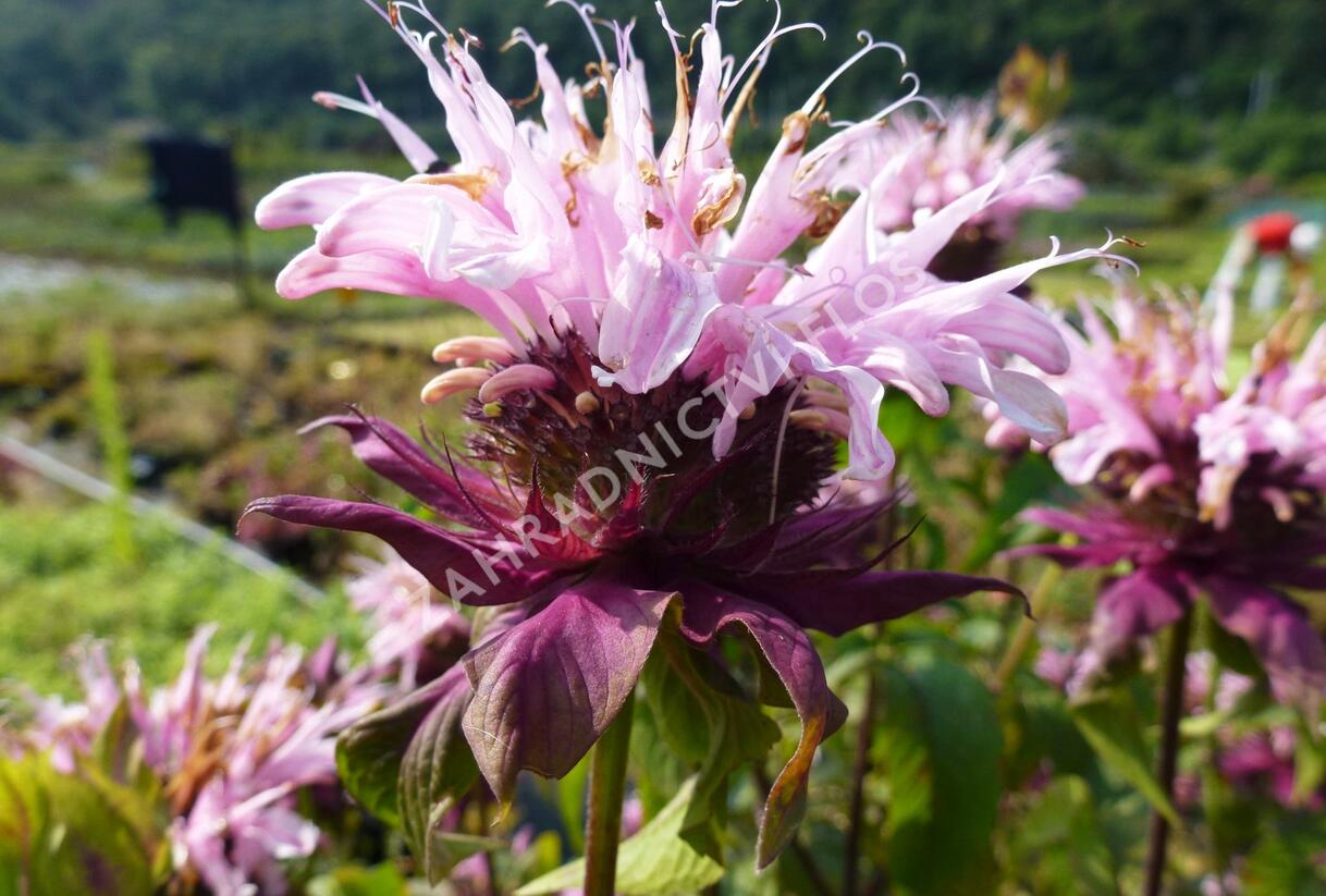 Zavinutka trubkovitá 'Beauty of Cobham' - Monarda fistulosa 'Beauty of Cobham'