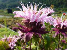 Zavinutka trubkovitá 'Beauty of Cobham' - Monarda fistulosa 'Beauty of Cobham'