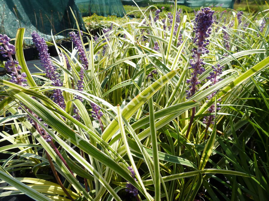 Liriope 'Silvery Sunproof' - Liriope muscari 'Silvery Sunproof'