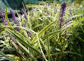 Liriope 'Silvery Sunproof' - Liriope muscari 'Silvery Sunproof'