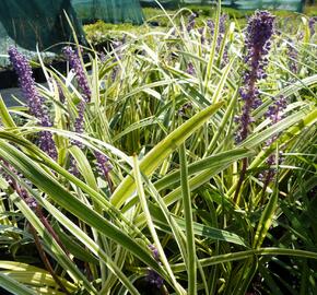 Liriope 'Silvery Sunproof' - Liriope muscari 'Silvery Sunproof'