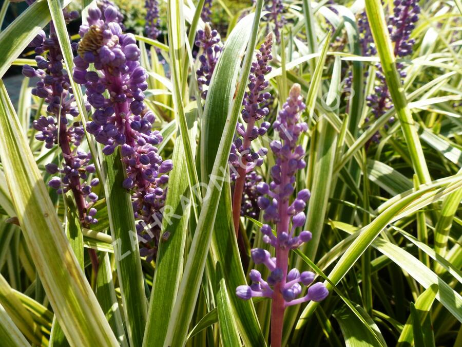 Liriope 'Silvery Sunproof' - Liriope muscari 'Silvery Sunproof'