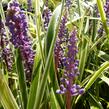 Liriope 'Silvery Sunproof' - Liriope muscari 'Silvery Sunproof'