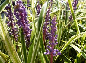 Liriope 'Silvery Sunproof' - Liriope muscari 'Silvery Sunproof'