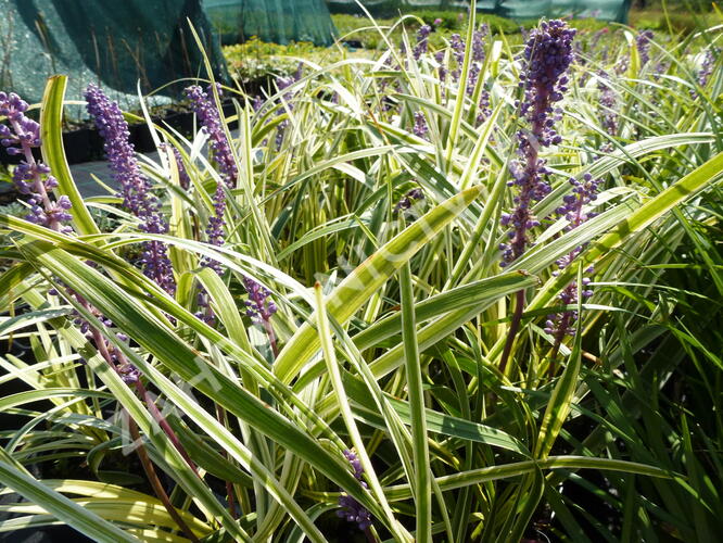 Liriope 'Silvery Sunproof' - Liriope muscari 'Silvery Sunproof'