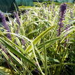 Liriope 'Silvery Sunproof' - Liriope muscari 'Silvery Sunproof'