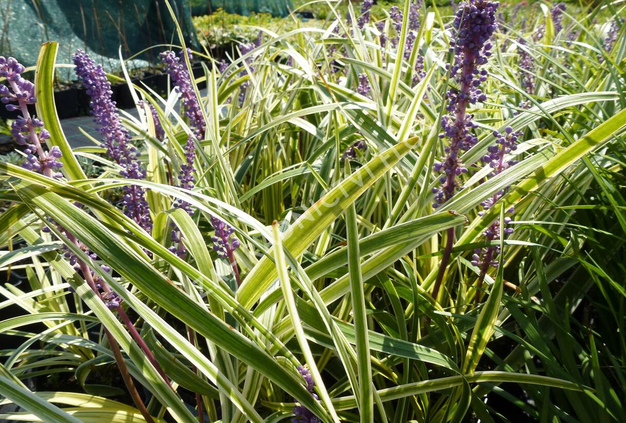 Liriope 'Silvery Sunproof' - Liriope muscari 'Silvery Sunproof'