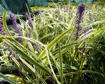 Liriope 'Silvery Sunproof'