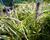Liriope 'Silvery Sunproof'