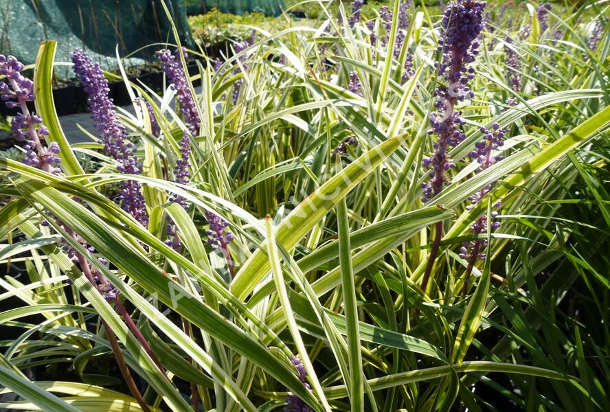 Liriope 'Silvery Sunproof' - Liriope muscari 'Silvery Sunproof'