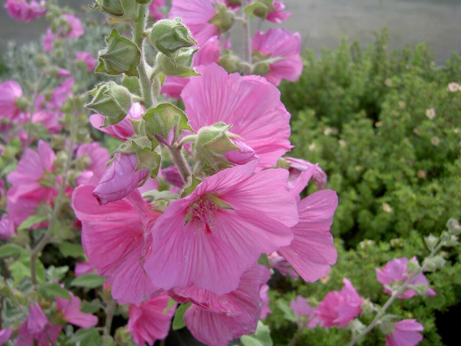 Slézovec 'Rosea' - Lavatera x olbia 'Rosea'