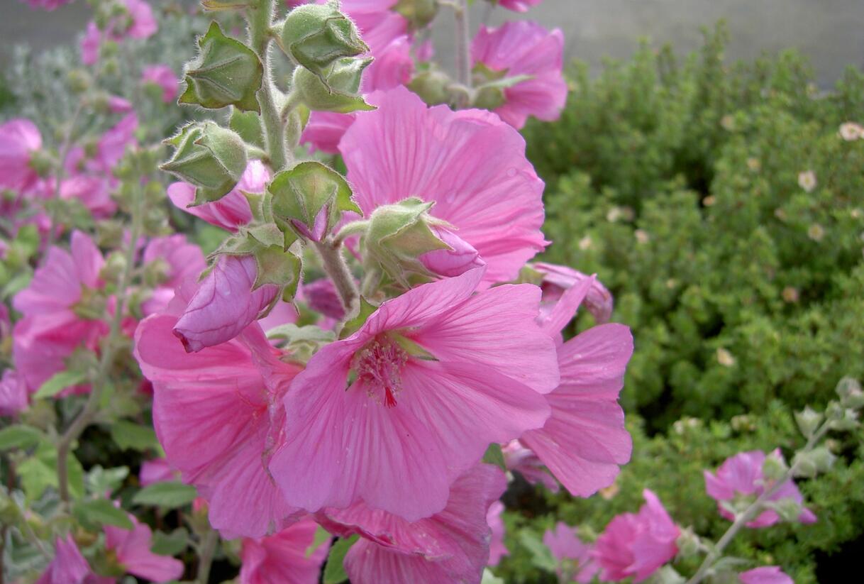Slézovec 'Rosea' - Lavatera x olbia 'Rosea'
