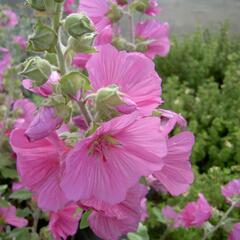 Slézovec 'Rosea' - Lavatera x olbia 'Rosea'