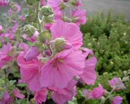 Slézovec 'Rosea'