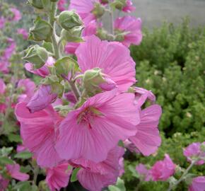 Slézovec 'Rosea' - Lavatera x olbia 'Rosea'