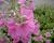 Slézovec 'Rosea'