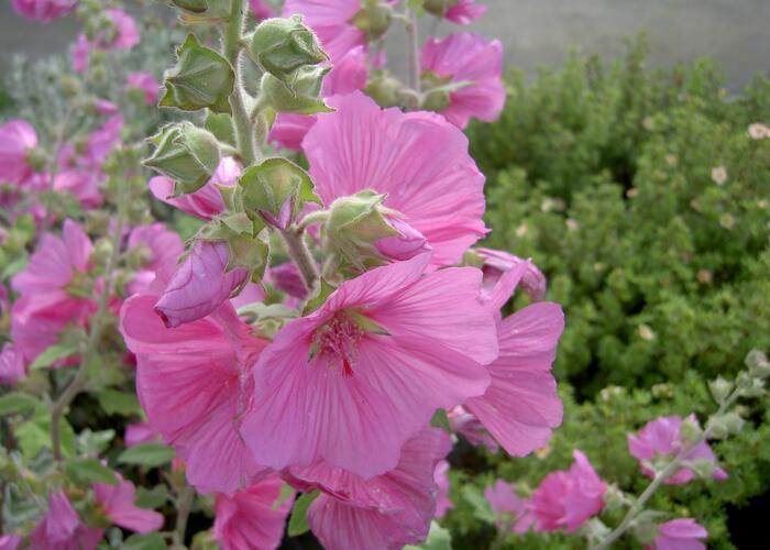 Slézovec 'Rosea' - Lavatera x olbia 'Rosea'
