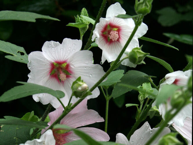 Slézovec 'Barnsley' - Lavatera x olbia 'Barnsley'