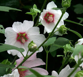 Slézovec 'Barnsley' - Lavatera x olbia 'Barnsley'