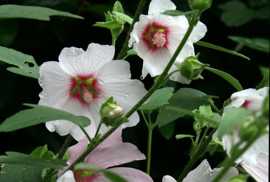 Slézovec 'Barnsley' - Lavatera x olbia 'Barnsley'