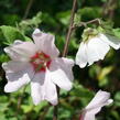 Slézovec 'Barnsley' - Lavatera x olbia 'Barnsley'