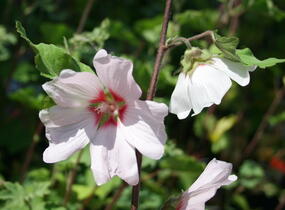 Slézovec 'Barnsley' - Lavatera x olbia 'Barnsley'
