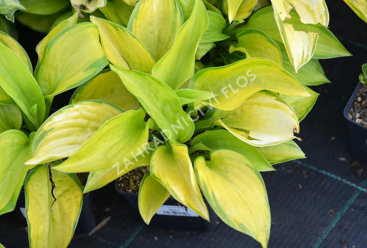 Bohyška 'Stained Glass' - Hosta 'Stained Glass'
