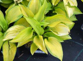 Bohyška 'Stained Glass' - Hosta 'Stained Glass'