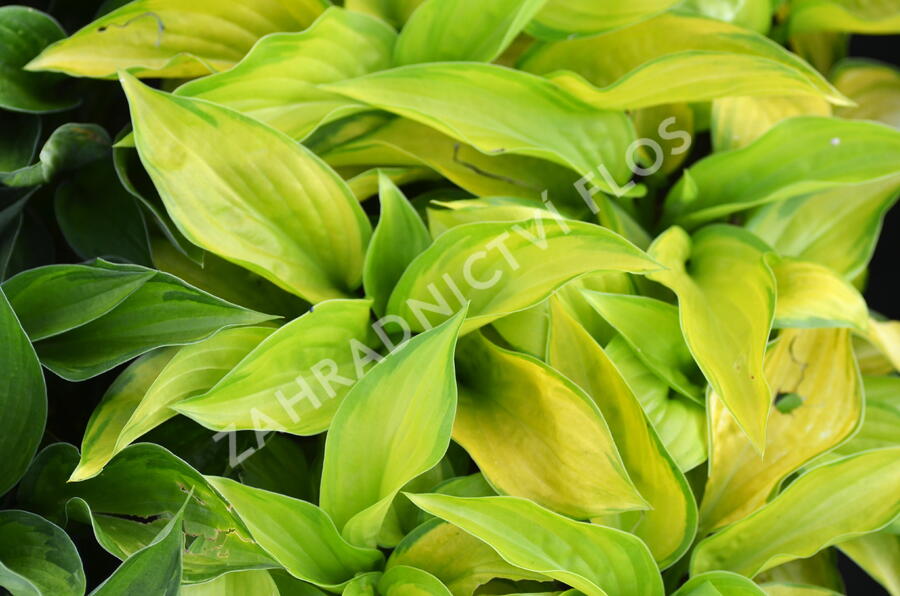 Bohyška 'Stained Glass' - Hosta 'Stained Glass'