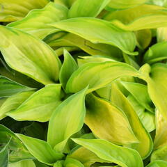 Bohyška 'Stained Glass' - Hosta 'Stained Glass'