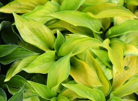 Bohyška 'Stained Glass' - Hosta 'Stained Glass'
