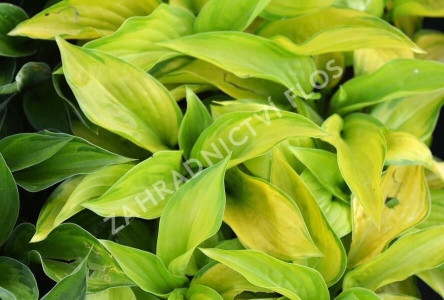 Bohyška 'Stained Glass' - Hosta 'Stained Glass'