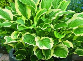 Bohyška 'So Sweet' - Hosta 'So Sweet'