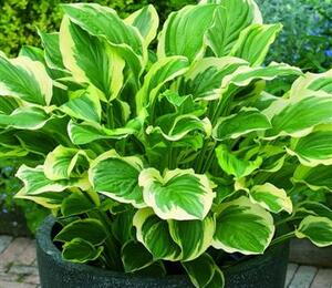 Bohyška 'So Sweet' - Hosta 'So Sweet'
