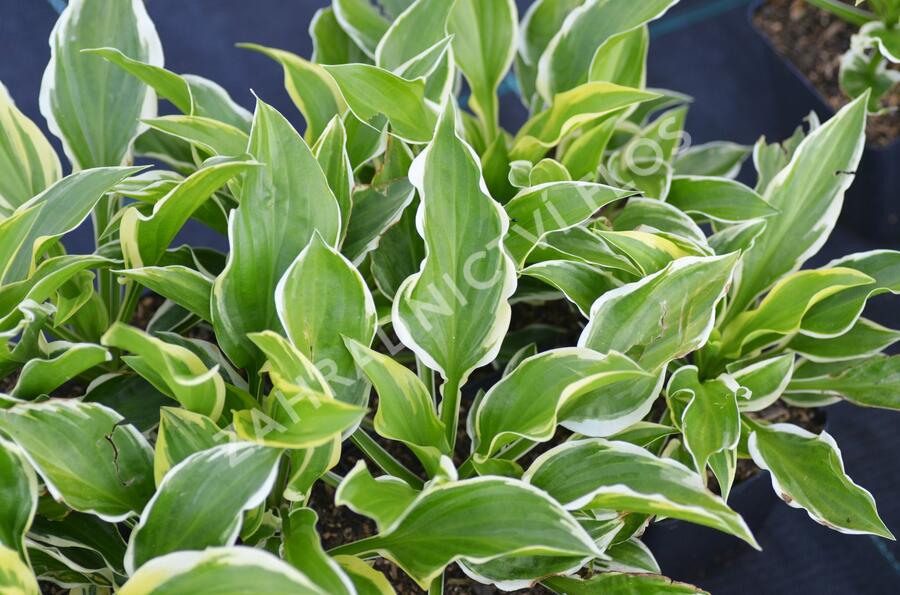 Bohyška 'So Sweet' - Hosta 'So Sweet'