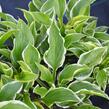 Bohyška 'So Sweet' - Hosta 'So Sweet'
