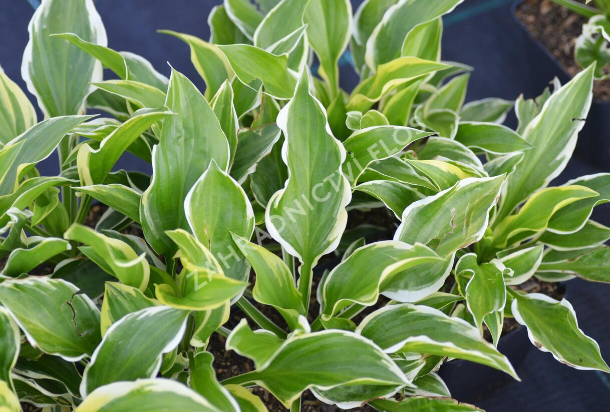 Bohyška 'So Sweet' - Hosta 'So Sweet'