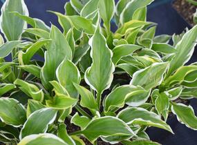 Bohyška 'So Sweet' - Hosta 'So Sweet'