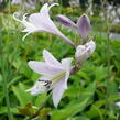 Bohyška 'June' - Hosta tardiana 'June'