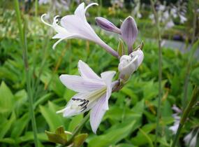 Bohyška 'June' - Hosta tardiana 'June'