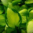 Bohyška 'June' - Hosta tardiana 'June'