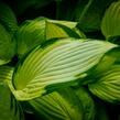 Bohyška 'June' - Hosta tardiana 'June'