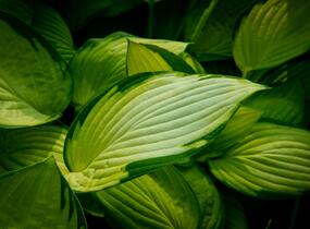 Bohyška 'June' - Hosta tardiana 'June'